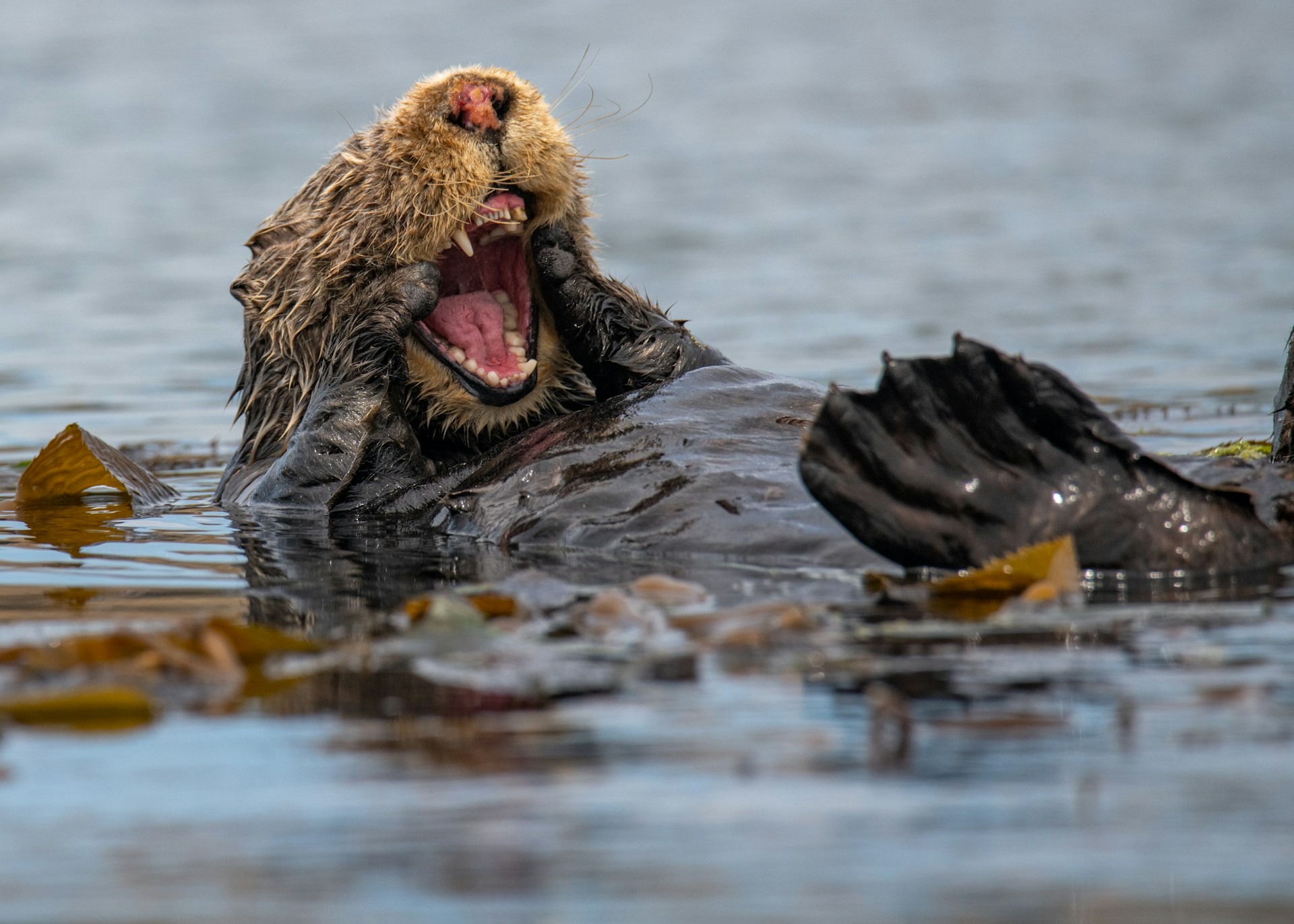 Lontra di mare a Elkhorn Slough