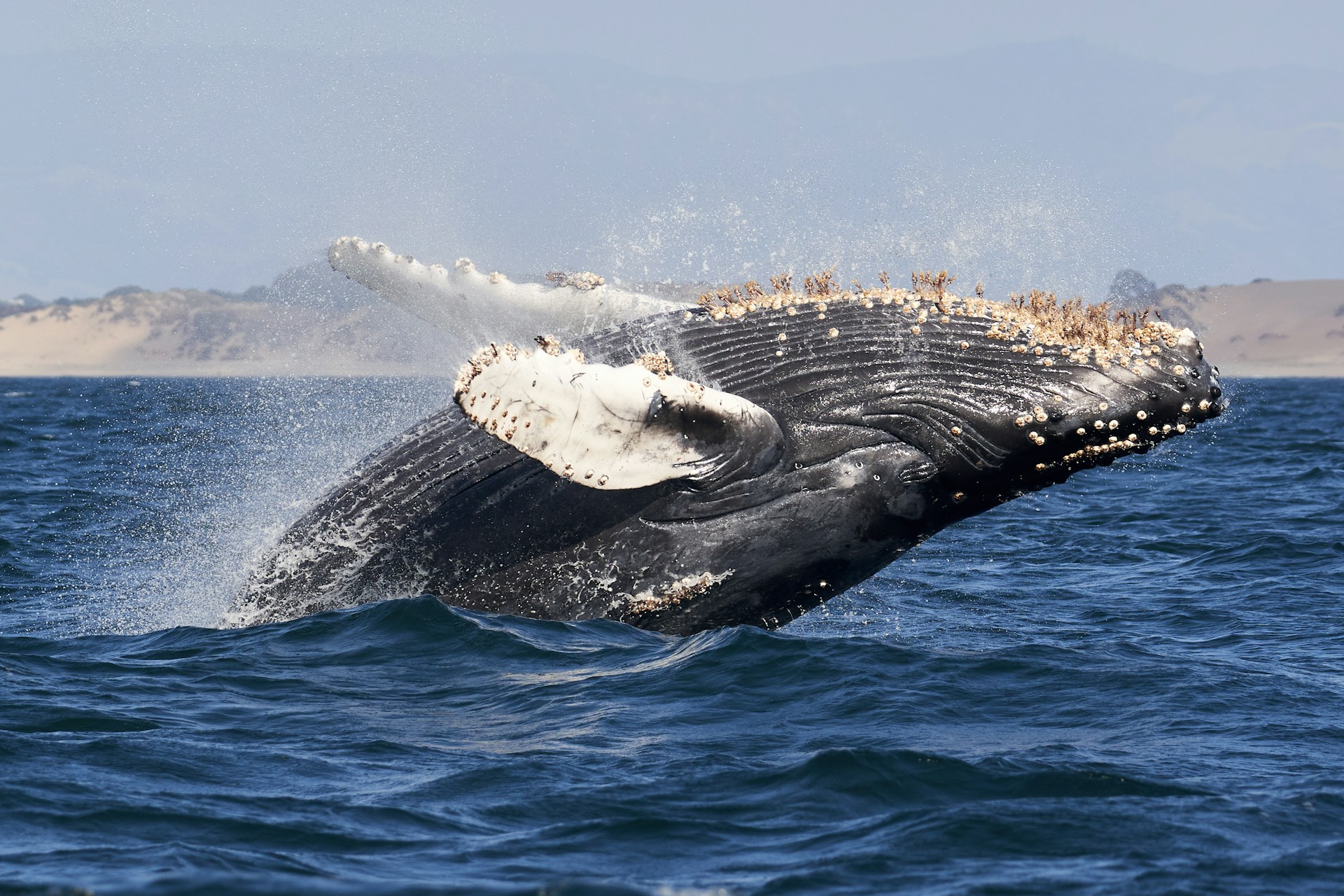 Balene nella baia di Monterey