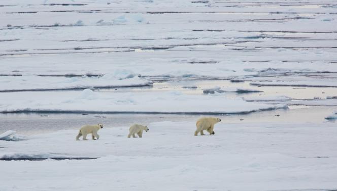 Isole Svalbard - Alla ricerca dell'orso polare