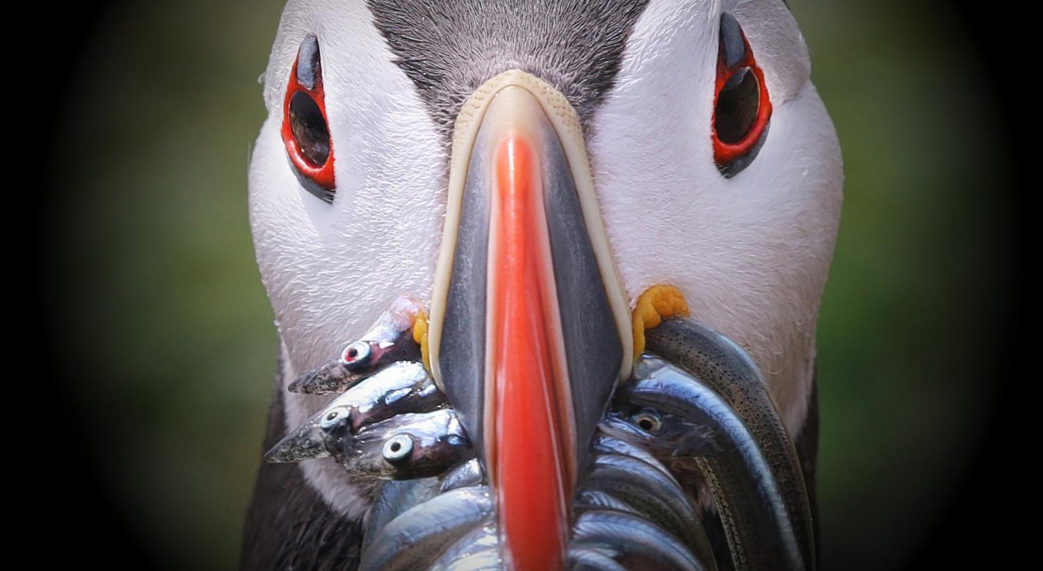 Prepari un viaggio in Islanda? Scopri tutti i segreti della sua fauna